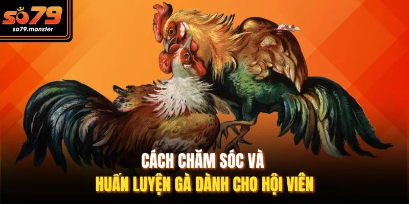 Cách chăm sóc và huấn luyện gà dành cho hội viên