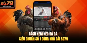 Cách Xem Kèo Đá Gà Siêu Chuẩn Số 1 Cùng Nhà Cái So79