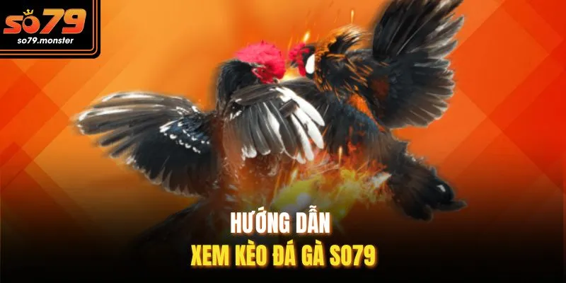 Hướng dẫn xem kèo đá gà So79